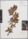 Foto von Salix cinerea L. x Salix nigricans Sm.